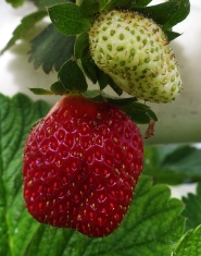 2705 strawberry 2nd crop